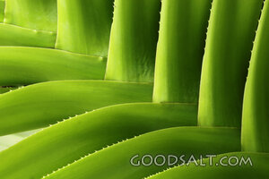 Aloe Leaves in Living Light