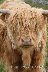 Highland Cow in the Pasture