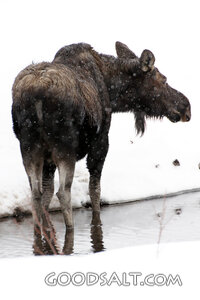 Moose at the Winter Stream