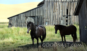 Horses Beside the Weathered Barn