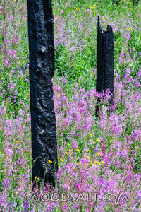 Beauty Rising from Ashes