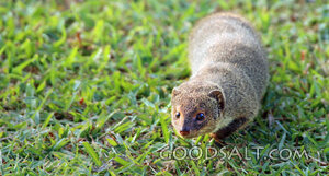 Small Mongoose in the Grass