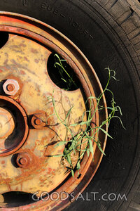Grass Growing Through an Abandoned Wheel