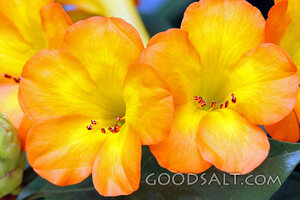 Clivia Blossoms of Providence