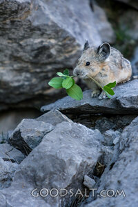 Pika Among the Rocks