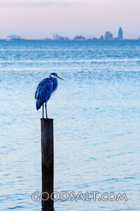 Heron at Quiet Waters