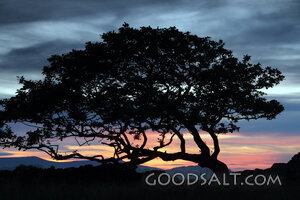 Tree at Evening Creation Light