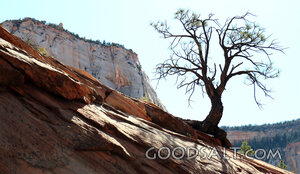 Tree Rooted on the Rock