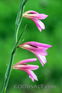 Pink Blossoms in the Garden