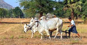 Boy Plowing with Oxen