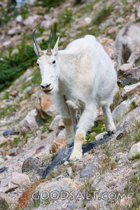 Wild Goat on the High Rocks