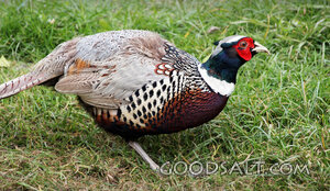 Ring-Necked Pheasant in the Grass