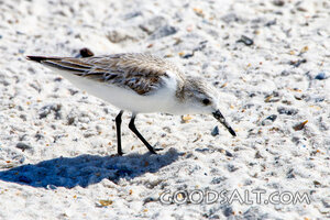 Sanderling on the Shore