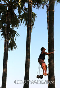 Palm Tree Climber