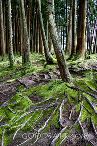 Rooted in the Woodland Path