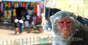Macaque at the Marketplace