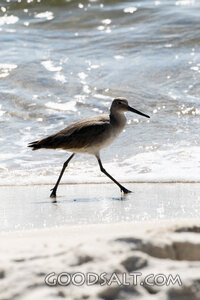 Shorebird at the Water’s Edge