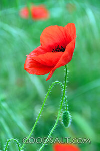 Poppy Bloom in the Field