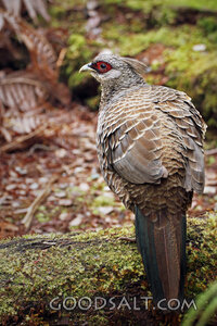 Forest Pheasant on Mossy Log