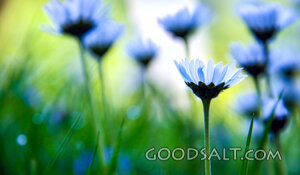 Daisies in the Light of Creation
