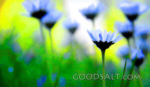 Daisies in the Light of Creation