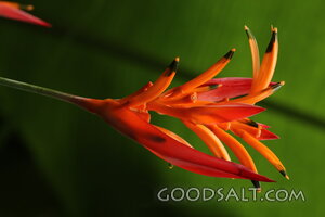 Heliconia in Creation