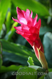 Tropical Blossom in God’s Creation