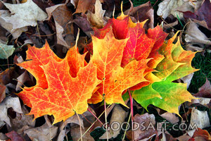 Autumn Maple Leaves of Creation