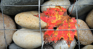 Autumn Leaf Among River Stones
