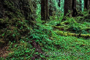 Forest Floor of Creation