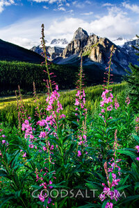 Wildflowers Before the Mountains