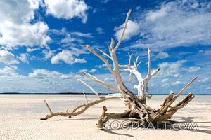 Driftwood on the Barren Shore