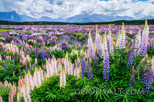 Lupine Meadow Before the Mountains