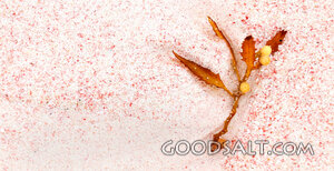 Holly Sprig on Winter Snow