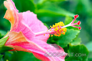Hibiscus Blossom in the Garden