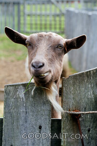 Goat at the Pasture Gate