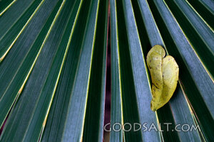 Palm Frond for Palm Sunday