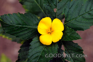 Golden Blossom of Creation