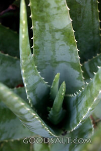 Aloe Leaves of Creation