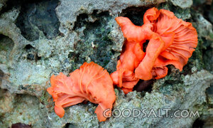 Fungi in the Crevice of Creation