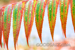 Autumn Sumac Leaves in Creation
