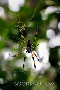 Spider in the Forest Web