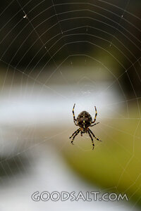 Orb Weaver Spider on Its Web
