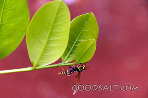 Wasp Beneath Garden Leaves