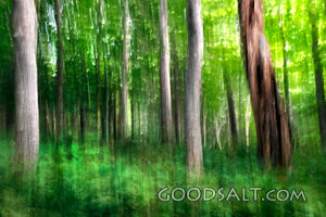 Quiet Forest of Creation