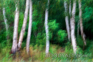 Birch Grove in God’s Creation