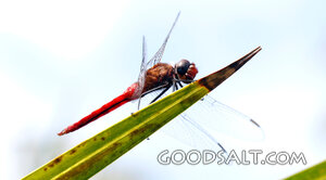 Dragonfly Resting on a Reed