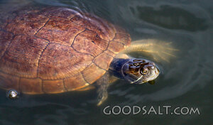 Turtle in Quiet Waters