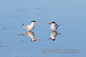 Terns on the Quiet Shore