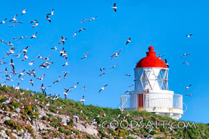 Beacon Over the Coastal Flock